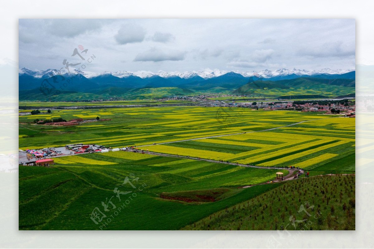 门源油菜花图片