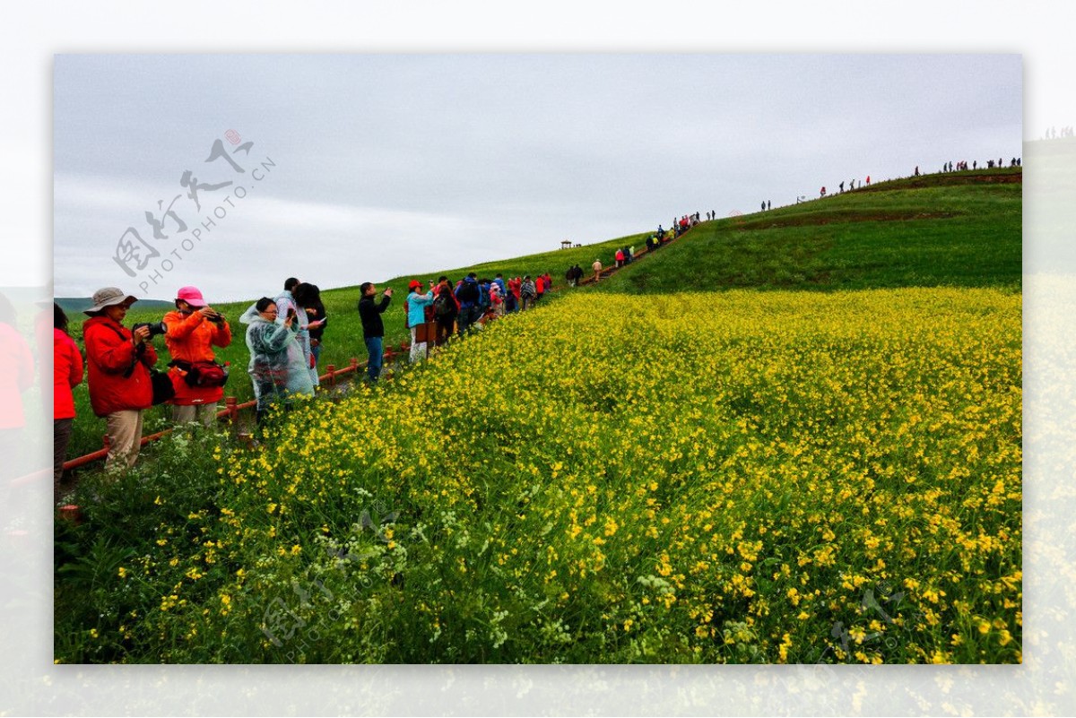 门源油菜花图片