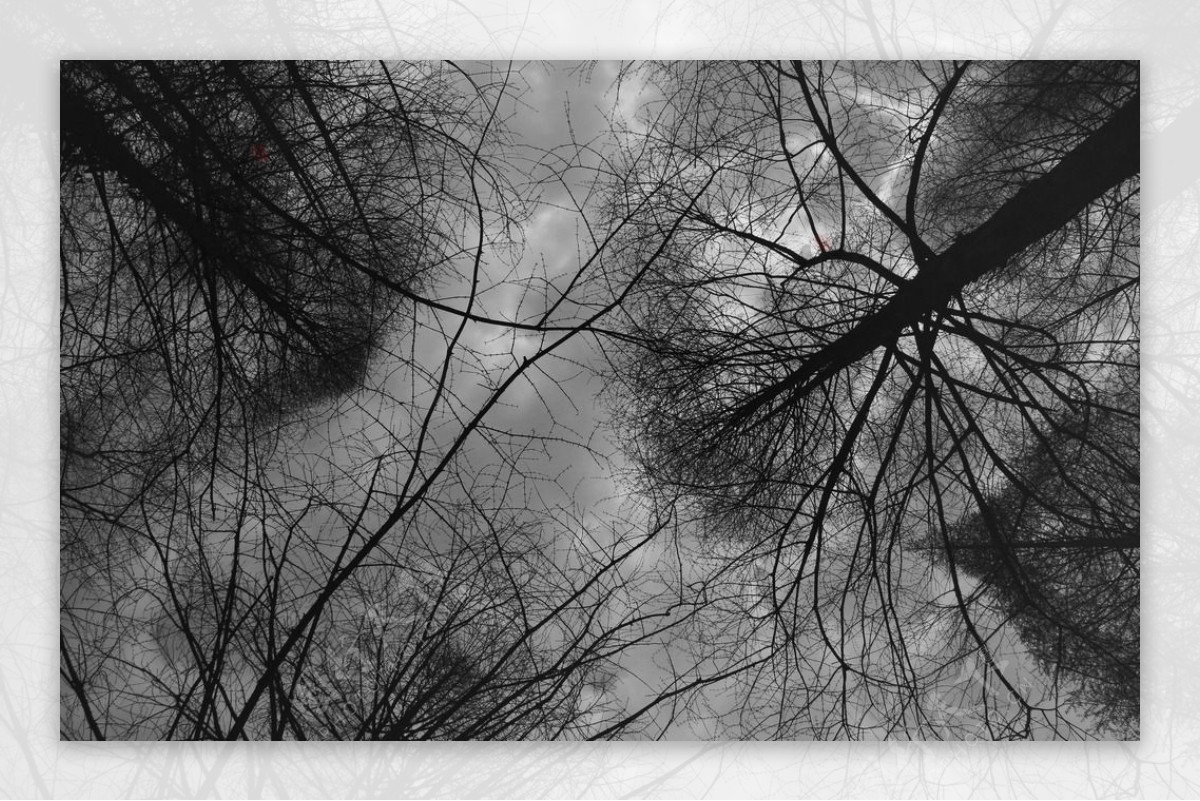 黑白树影天空图片