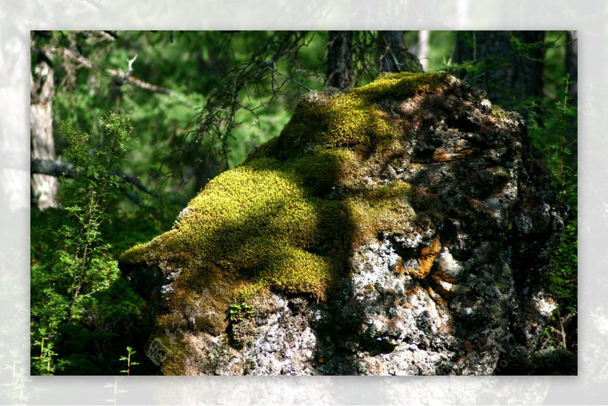 岩石苔藓图片