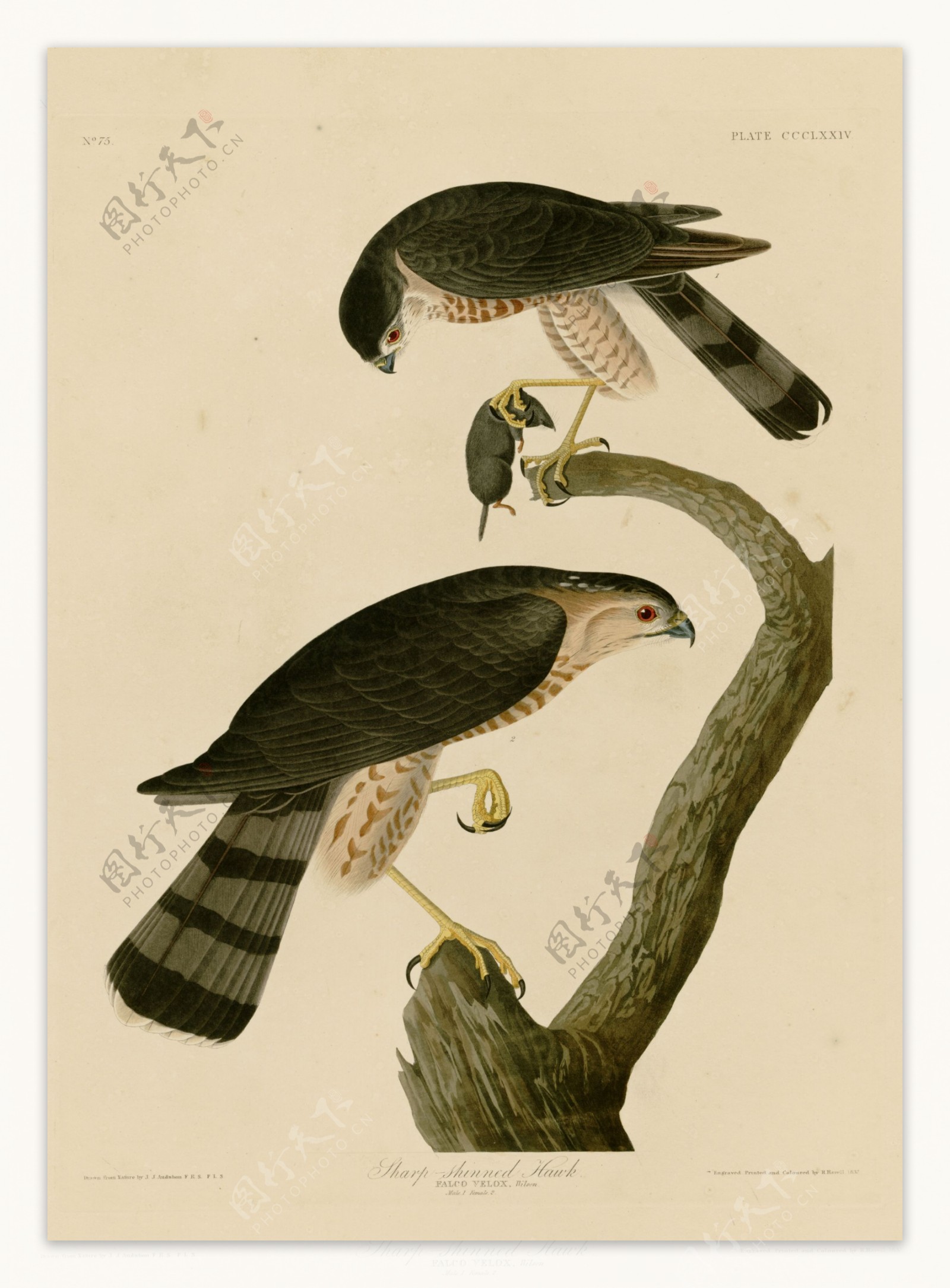 北美条纹鹰图片