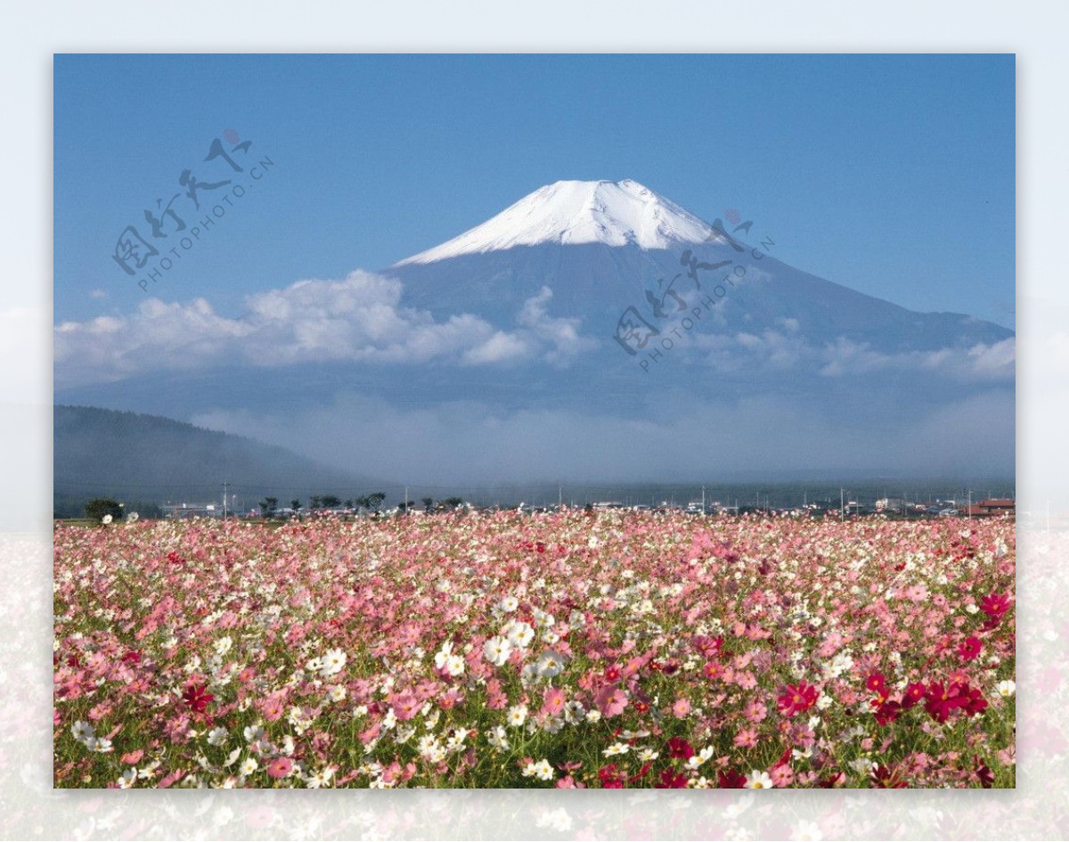 富士山春色图片