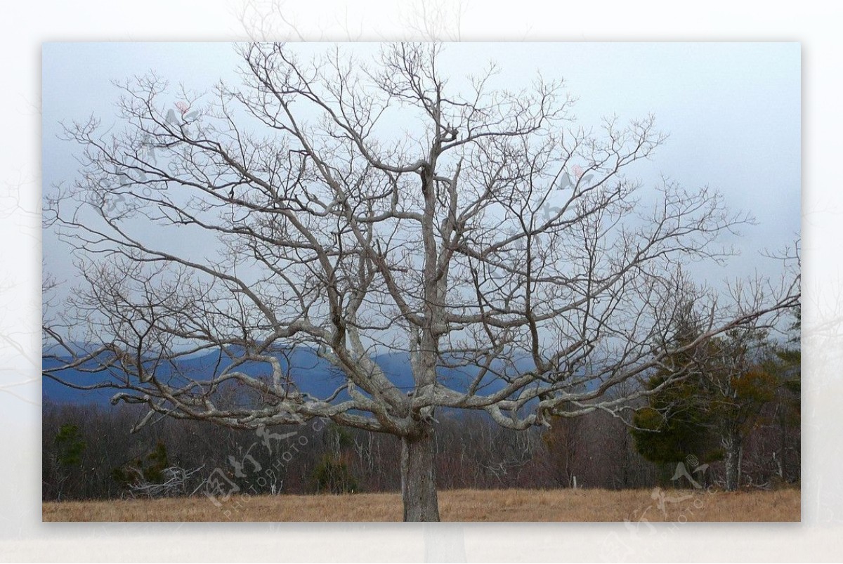 冬季草原大树图片