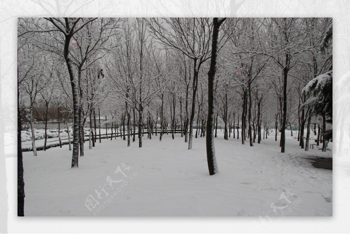 青岛树林雪景图片