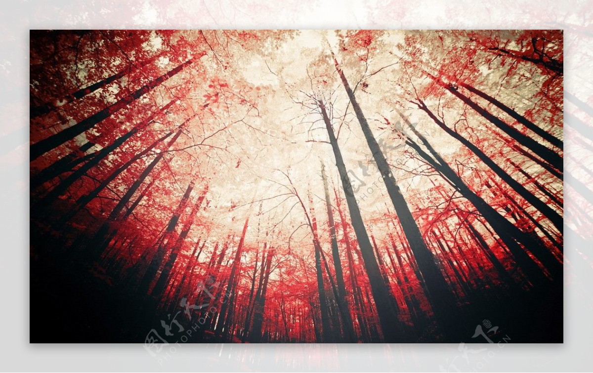 红树林图片