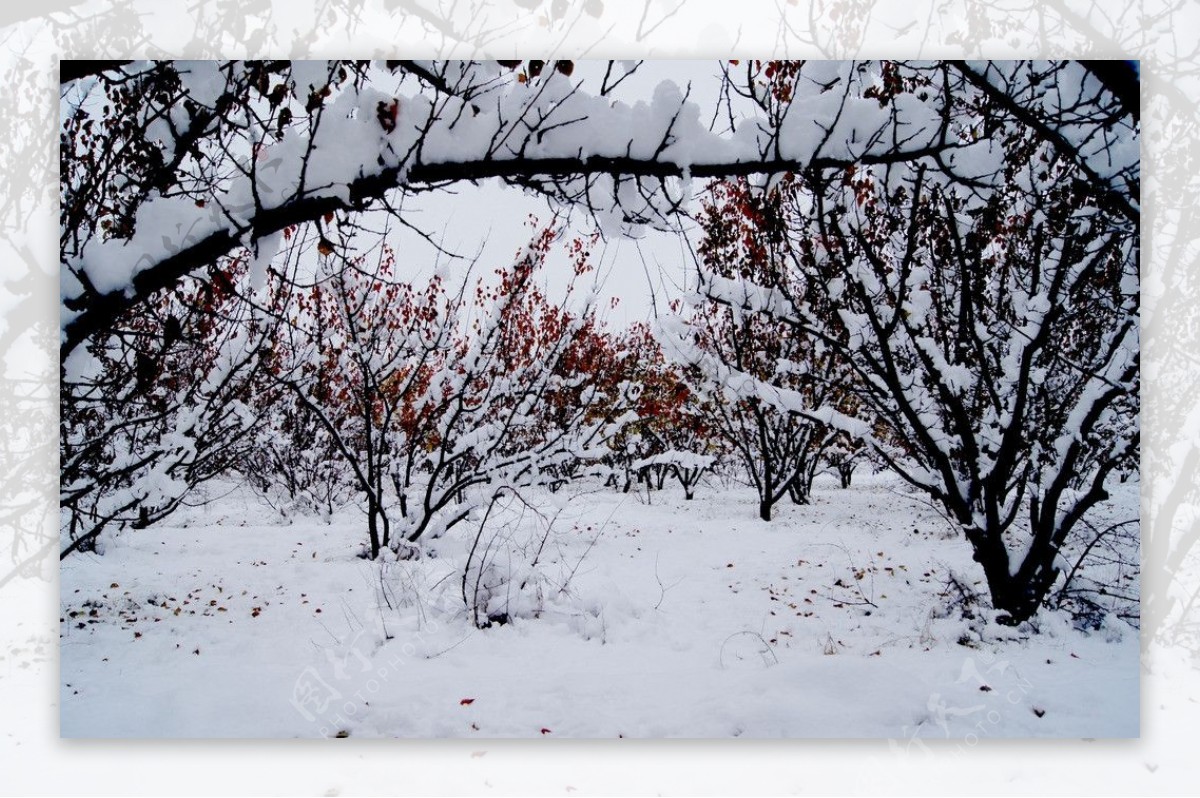 雪后图片