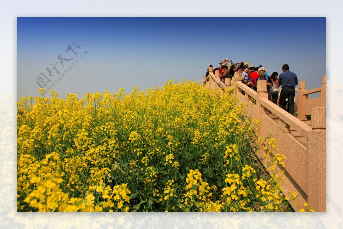 千岛菜花风景区图片