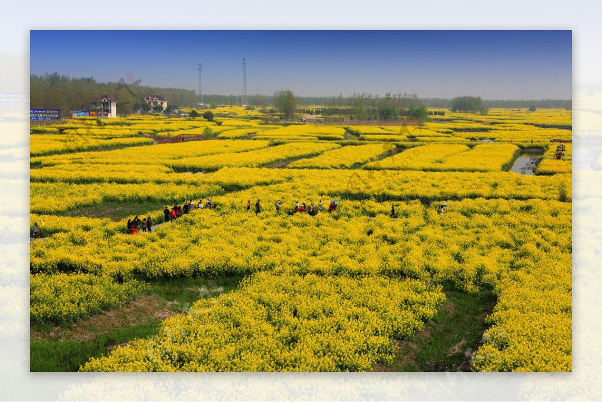 千岛菜花风景区图片