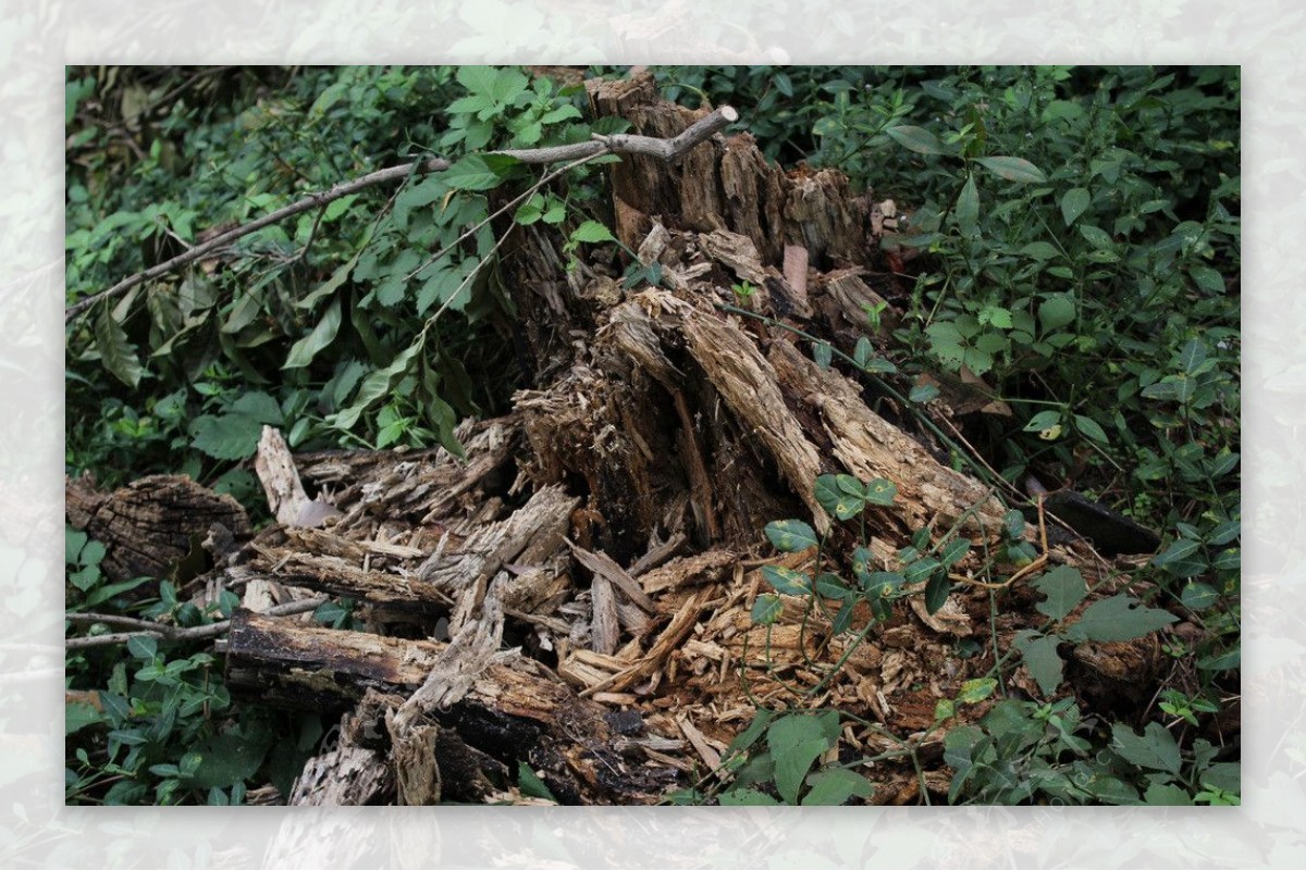 丛林朽木图片