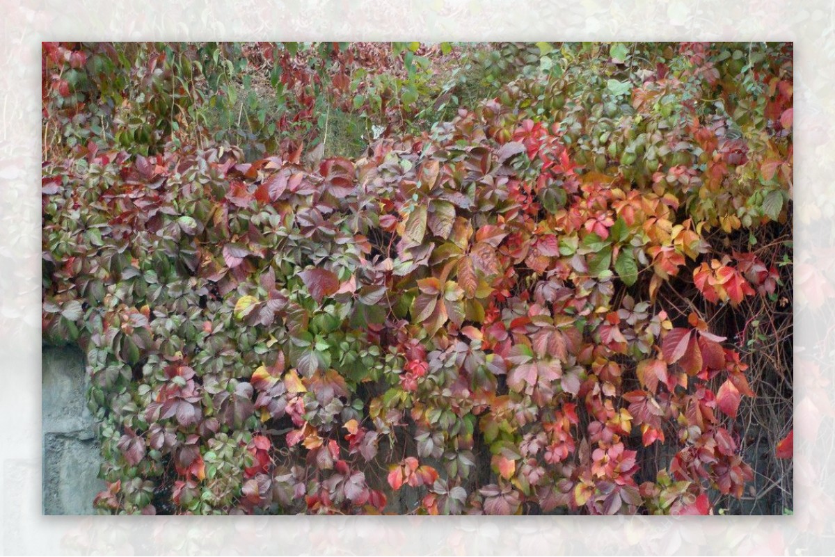 秋天的爬山虎图片