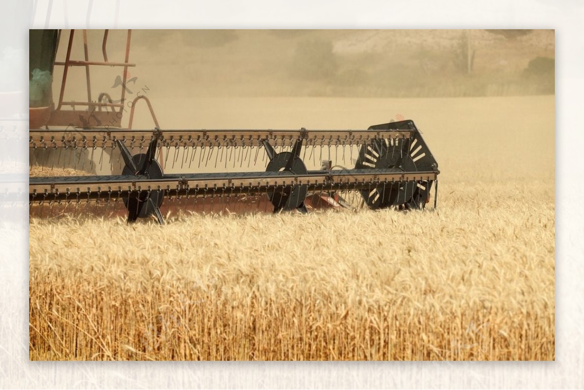 小麦收割机图片