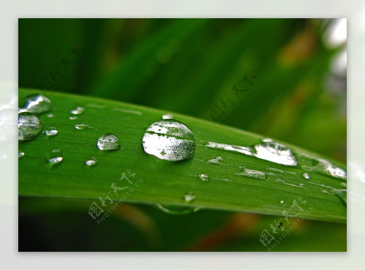 绿叶雨滴图片