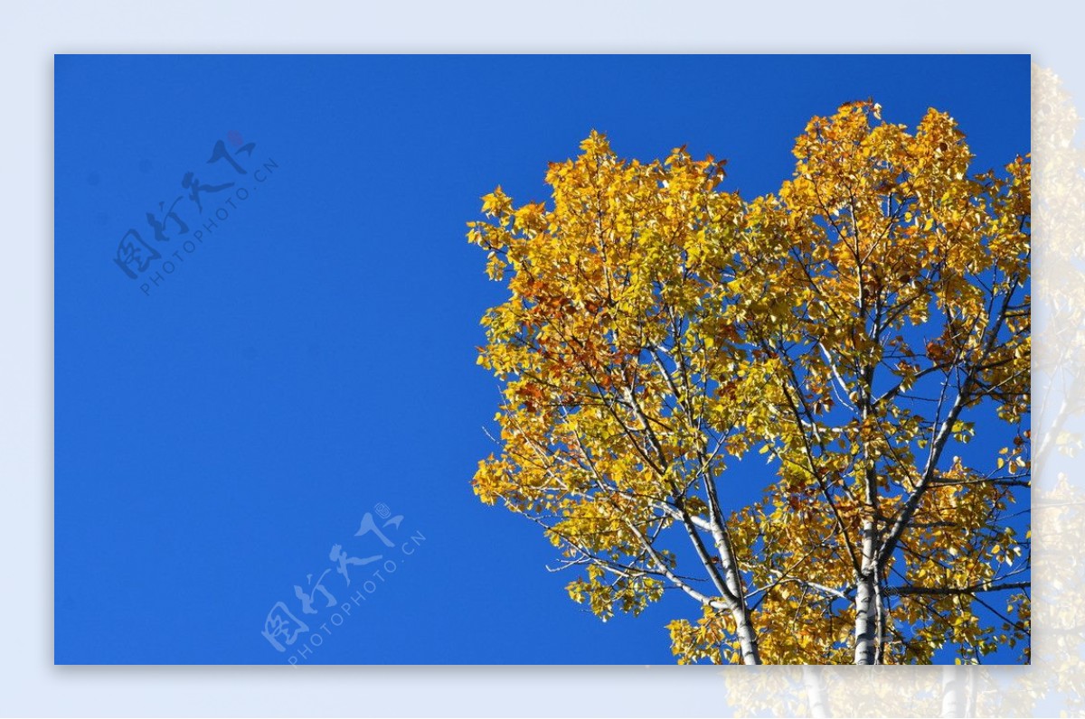 秋天天空金黄图片