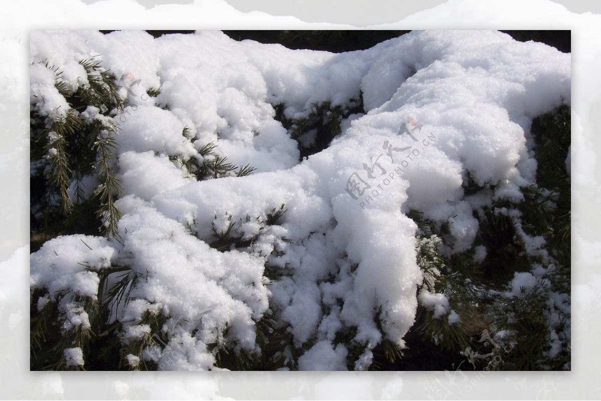 雪松图片