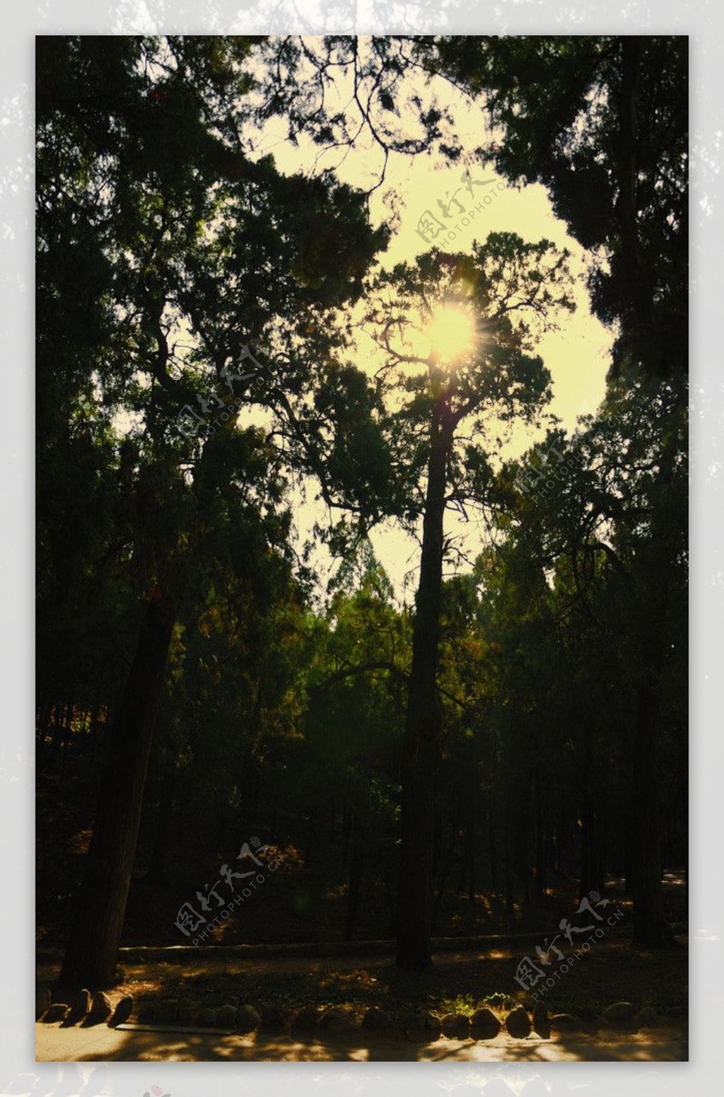 阳光穿过森林图片