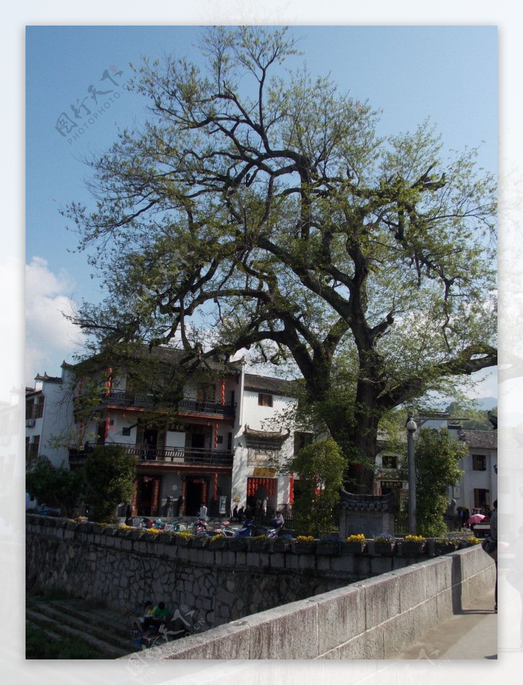 宏村村口大树图片