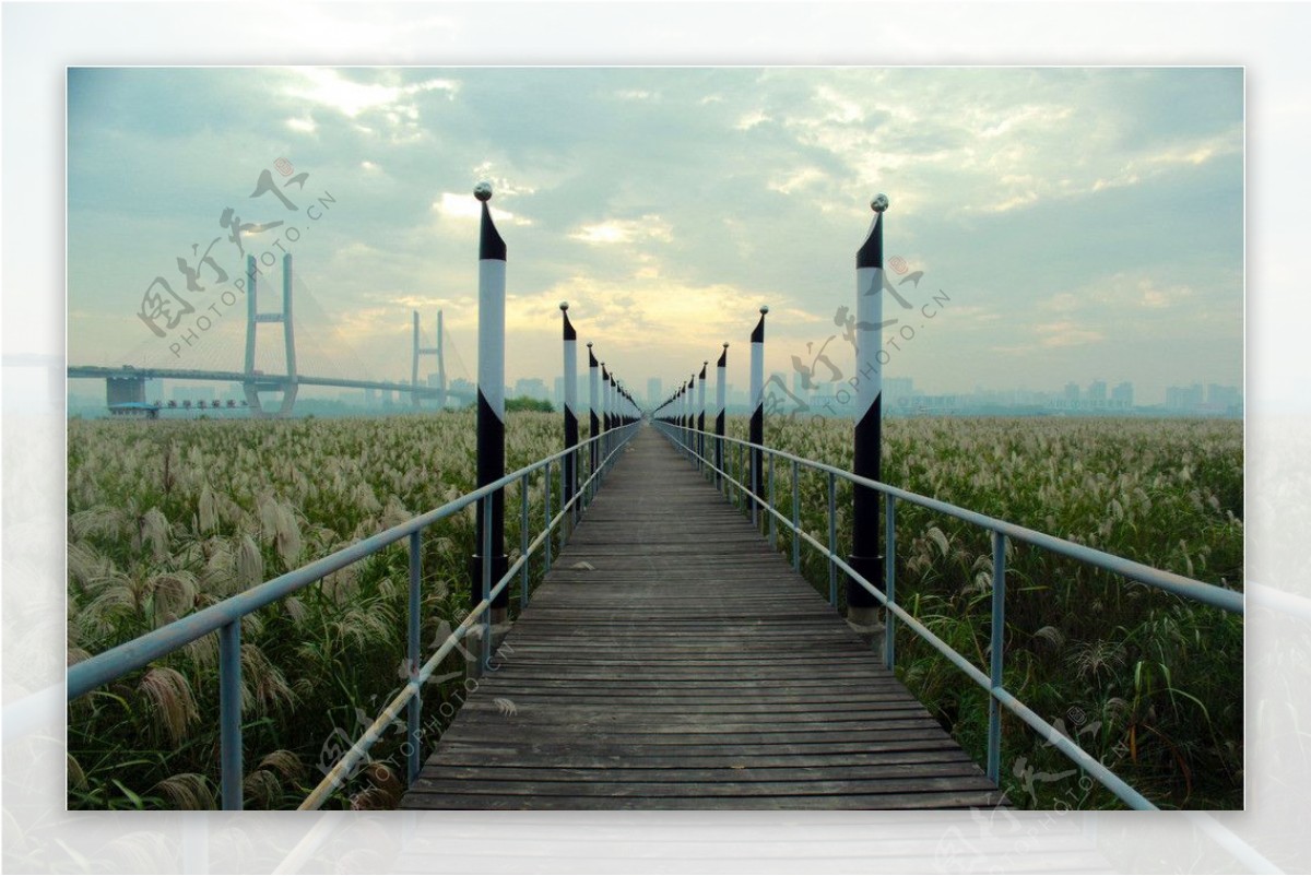 汉口江滩芦苇图片