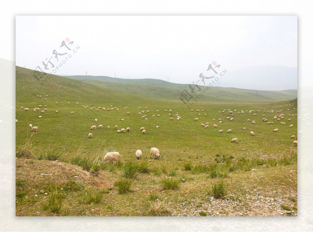 草原蓝天羊群图片