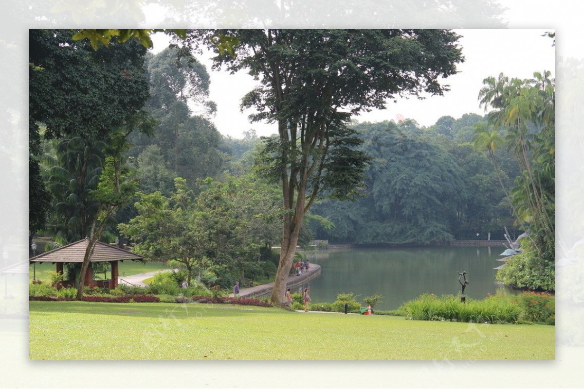 新加坡植物园天鹅湖图片