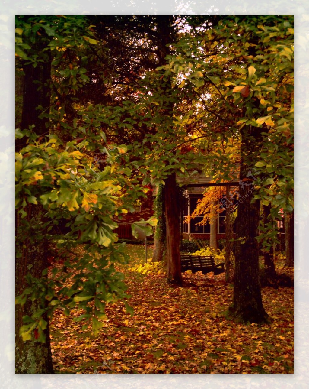 深秋树林图片