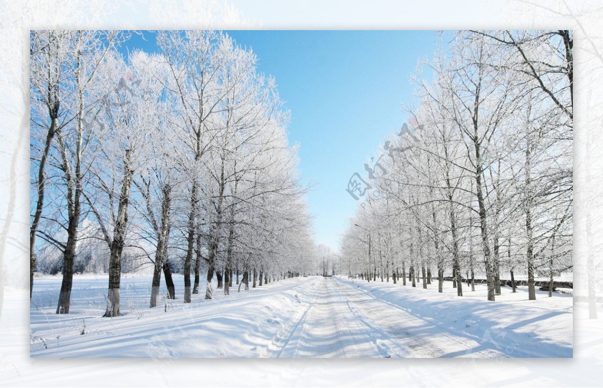 冬日雪地树林图片