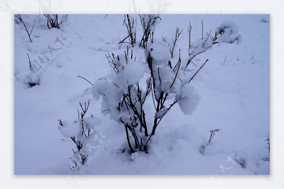 雪后图片