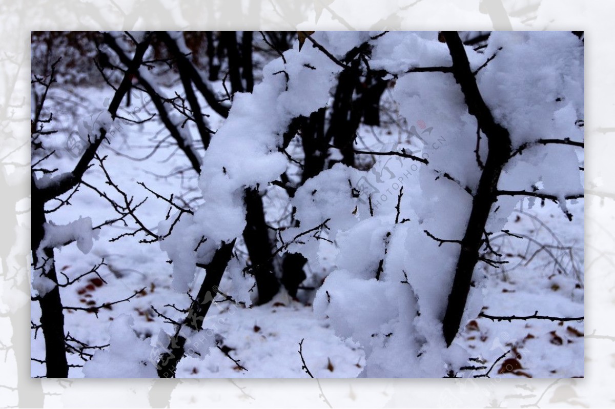 雪后图片