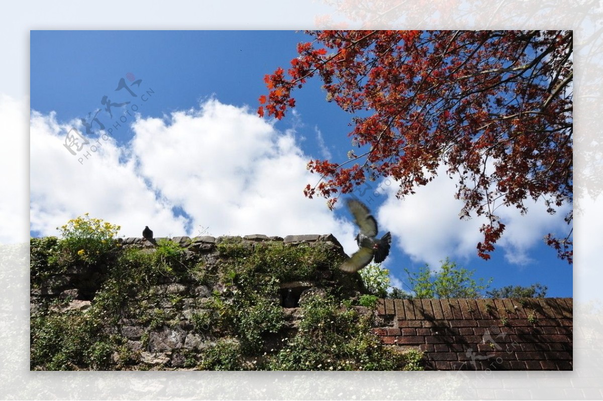 英国古城墙和鸽子图片