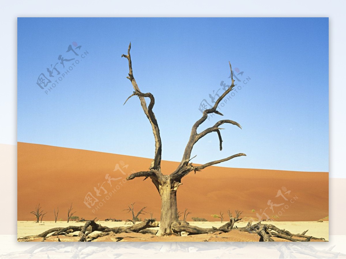 蓝天白云沙漠沙丘枯树图片