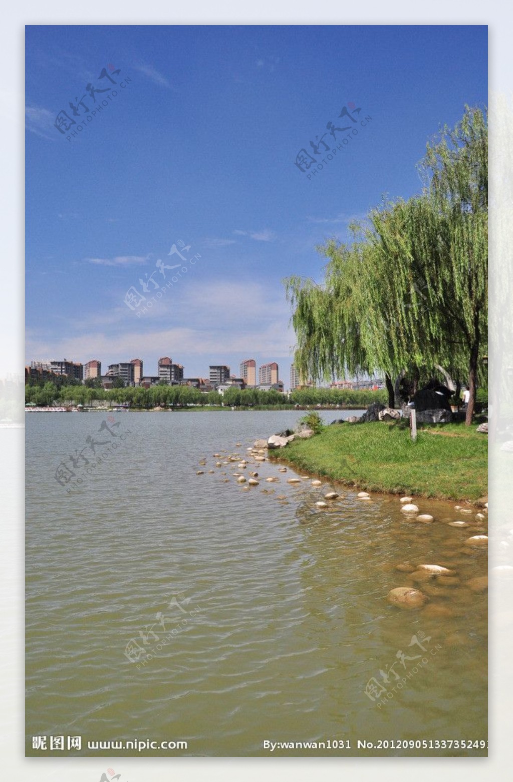 曲江南湖湖岸垂柳图片