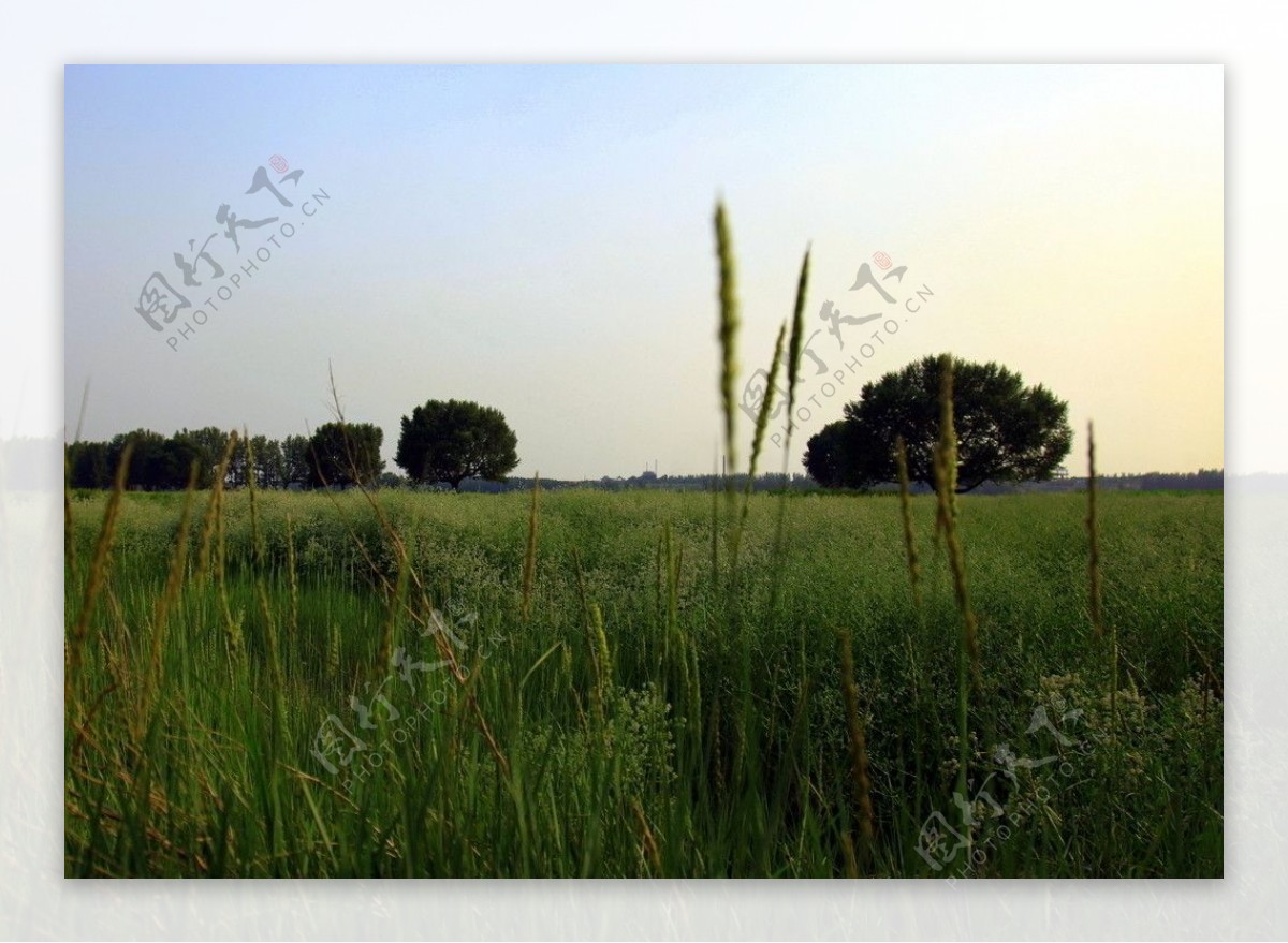 湿地草原图片
