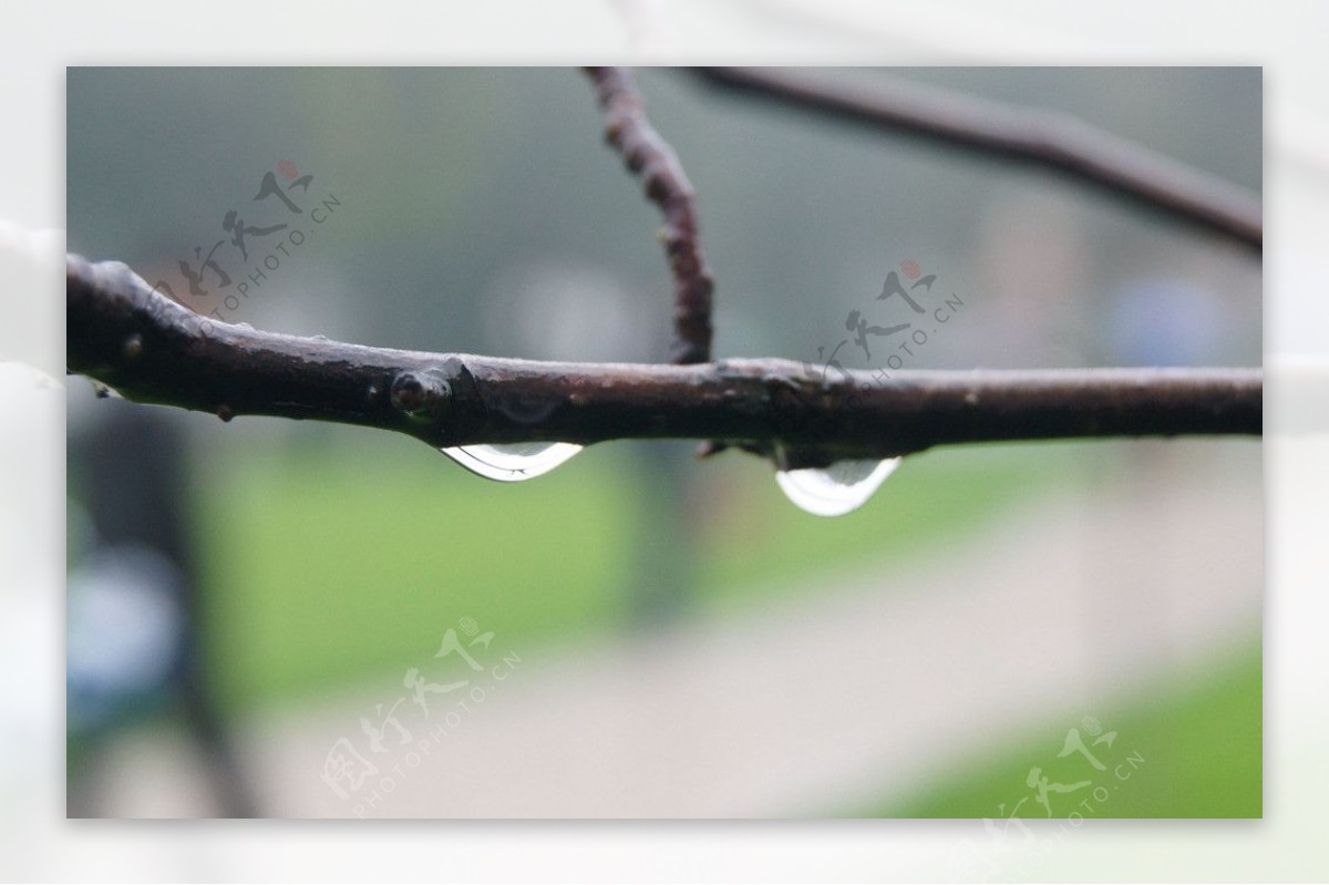 雨后的枝头图片