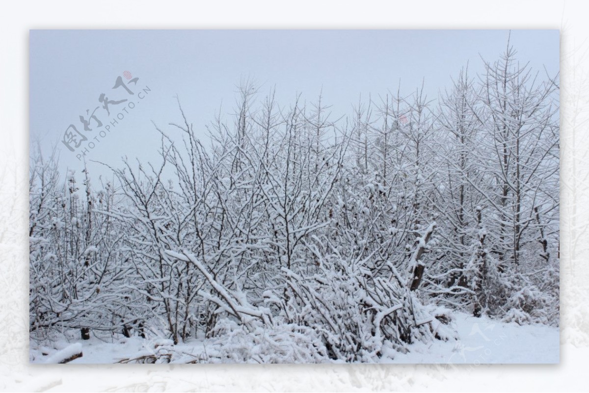 果园雪景图片