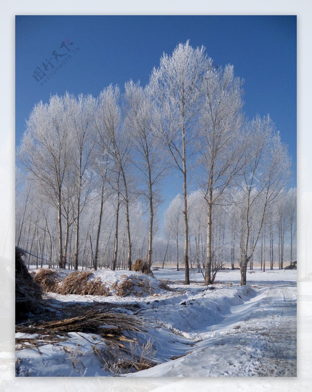 乡村冬季图片