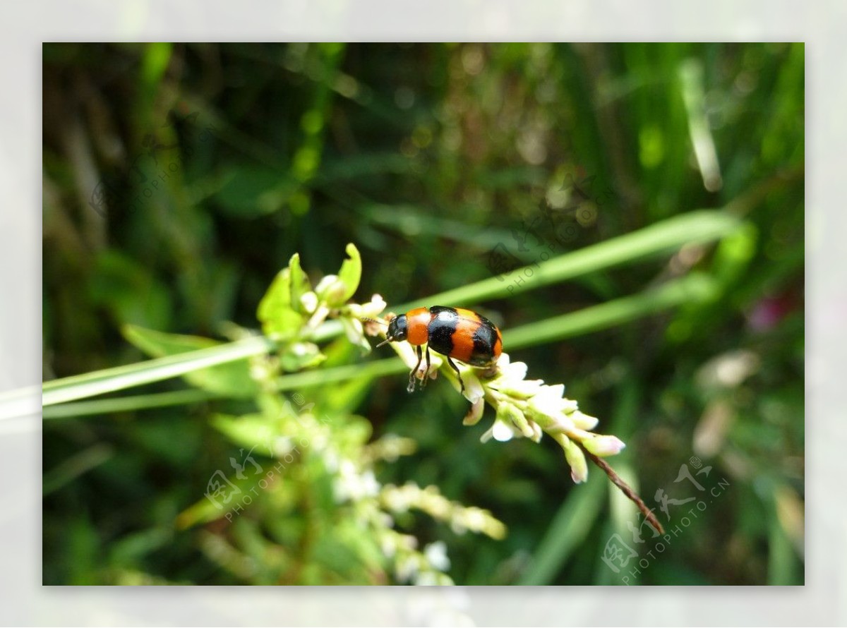 小甲虫图片