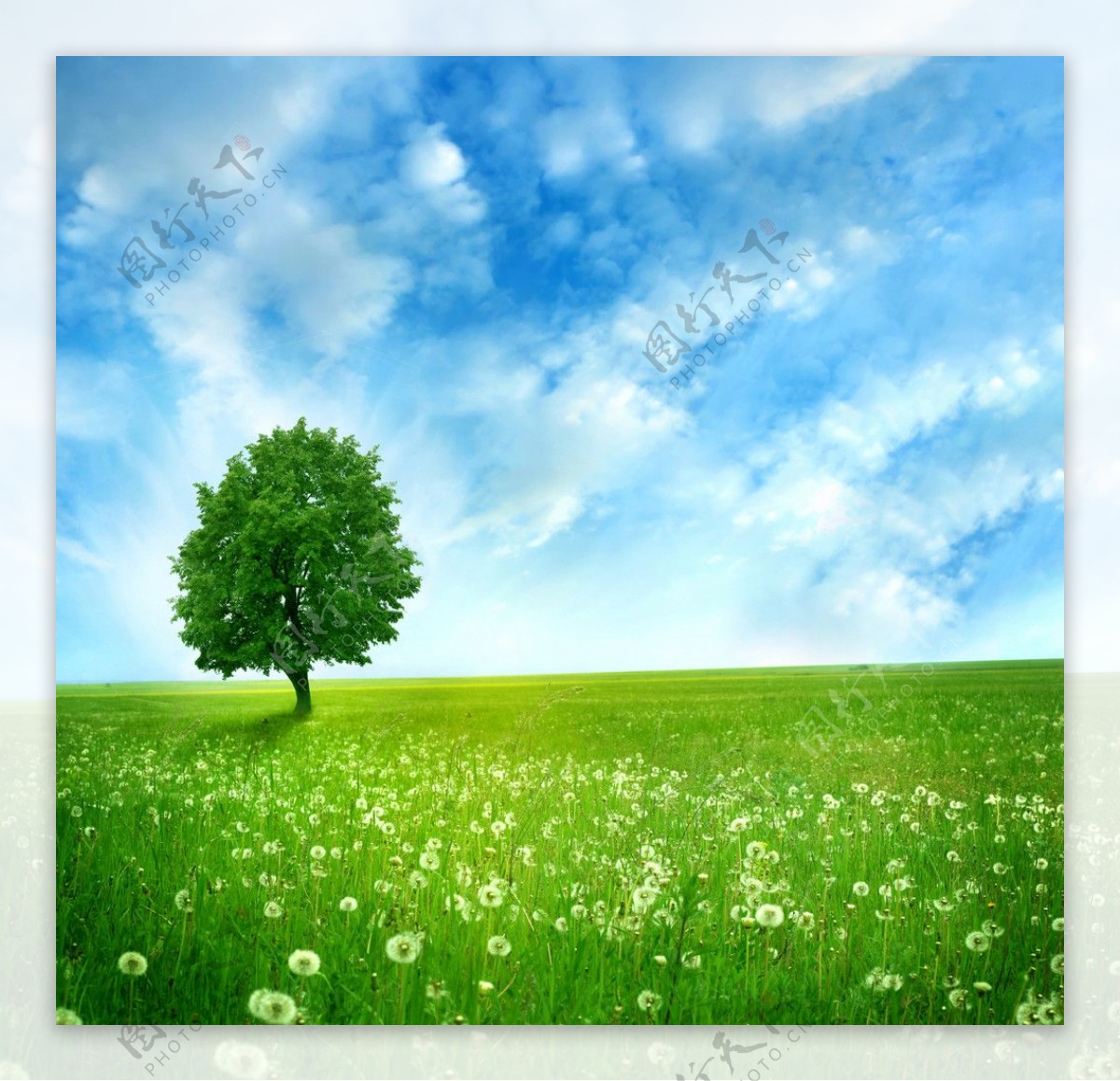 蓝天白云绿野鲜花大树图片