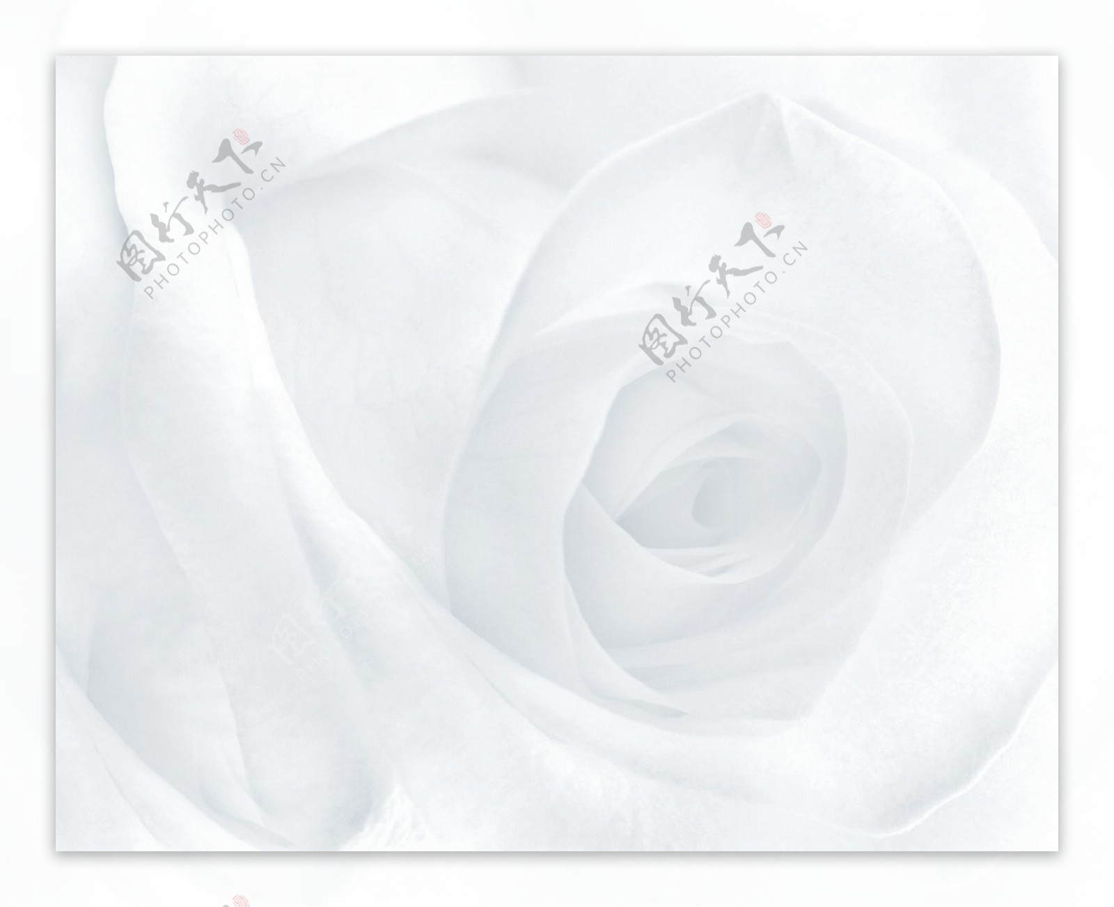 白玫瑰背景图片