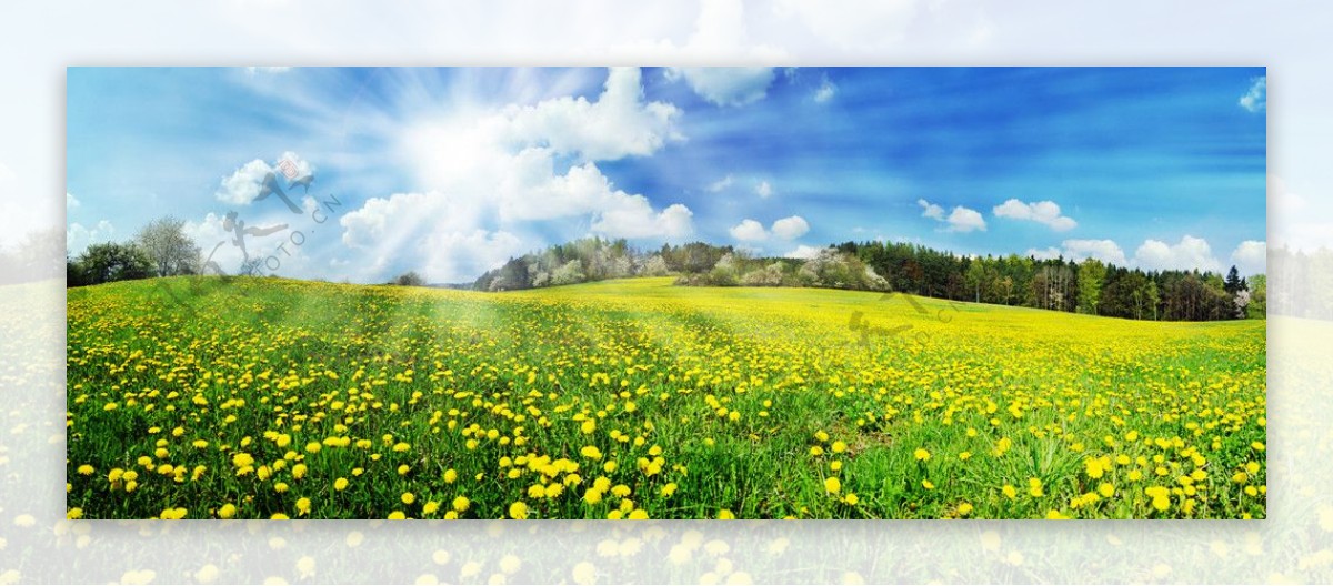 春光明媚漫山遍野的野菊花图片