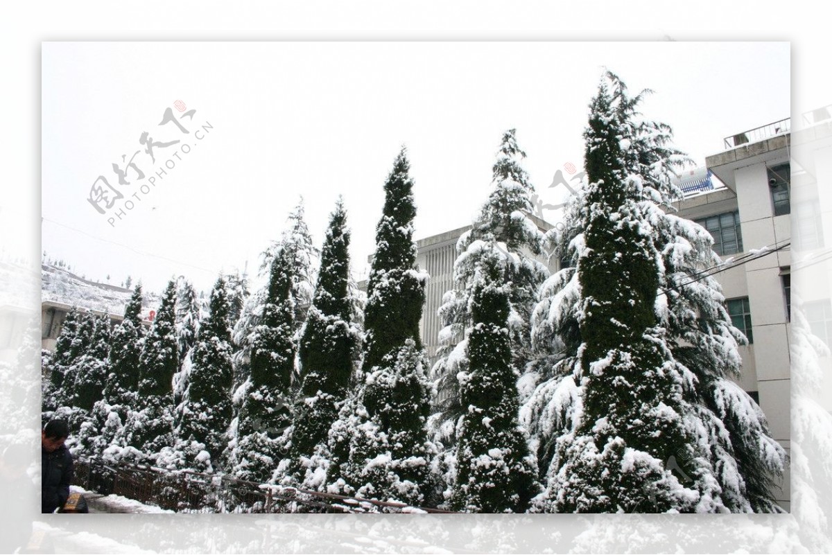 Snow In Pine Tree Branch - Free photo on Pixabay - Pixabay