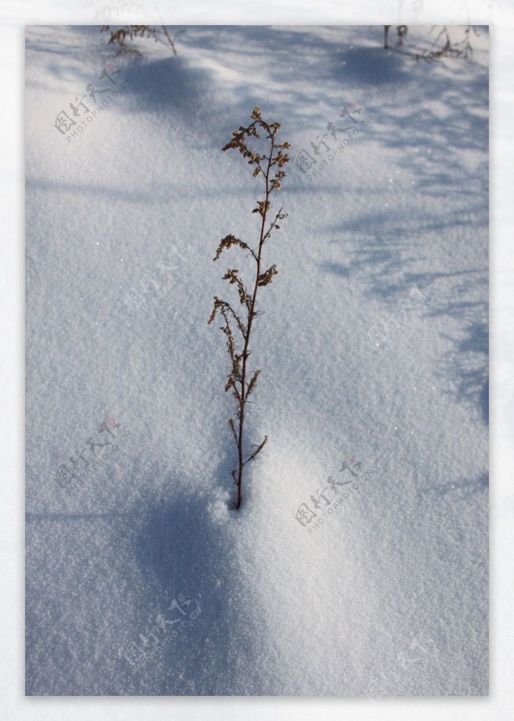 雪中枯草图片