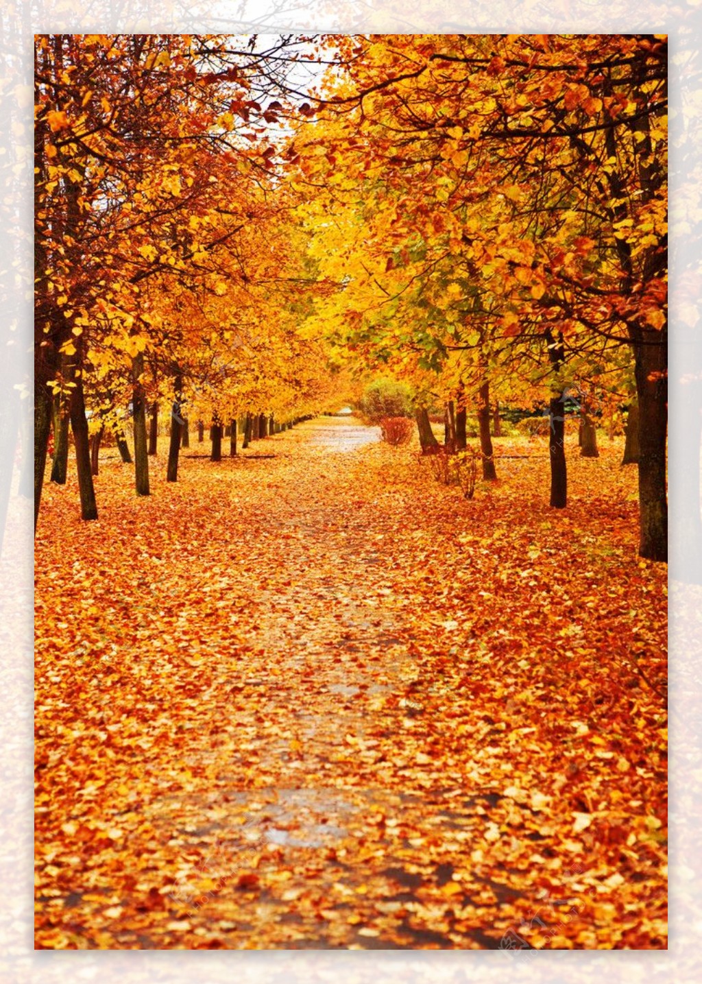 秋季枫树枫叶风景公路图片