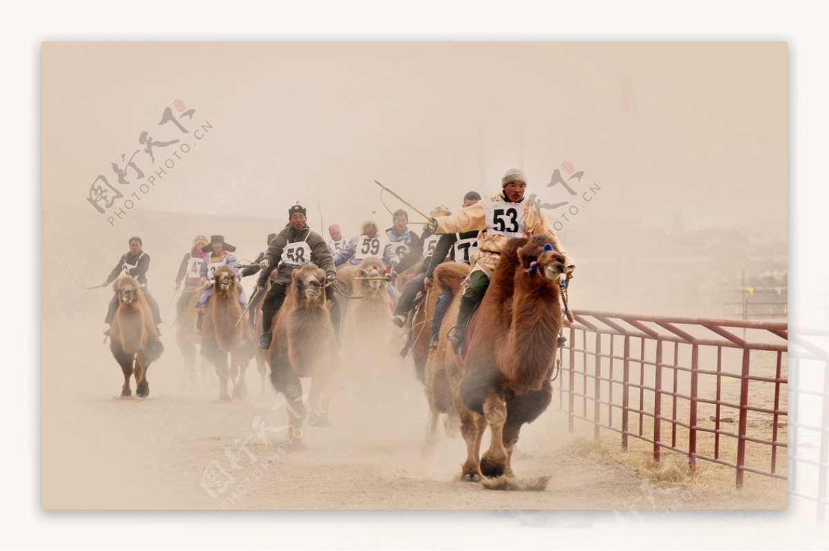 赛骆驼图片