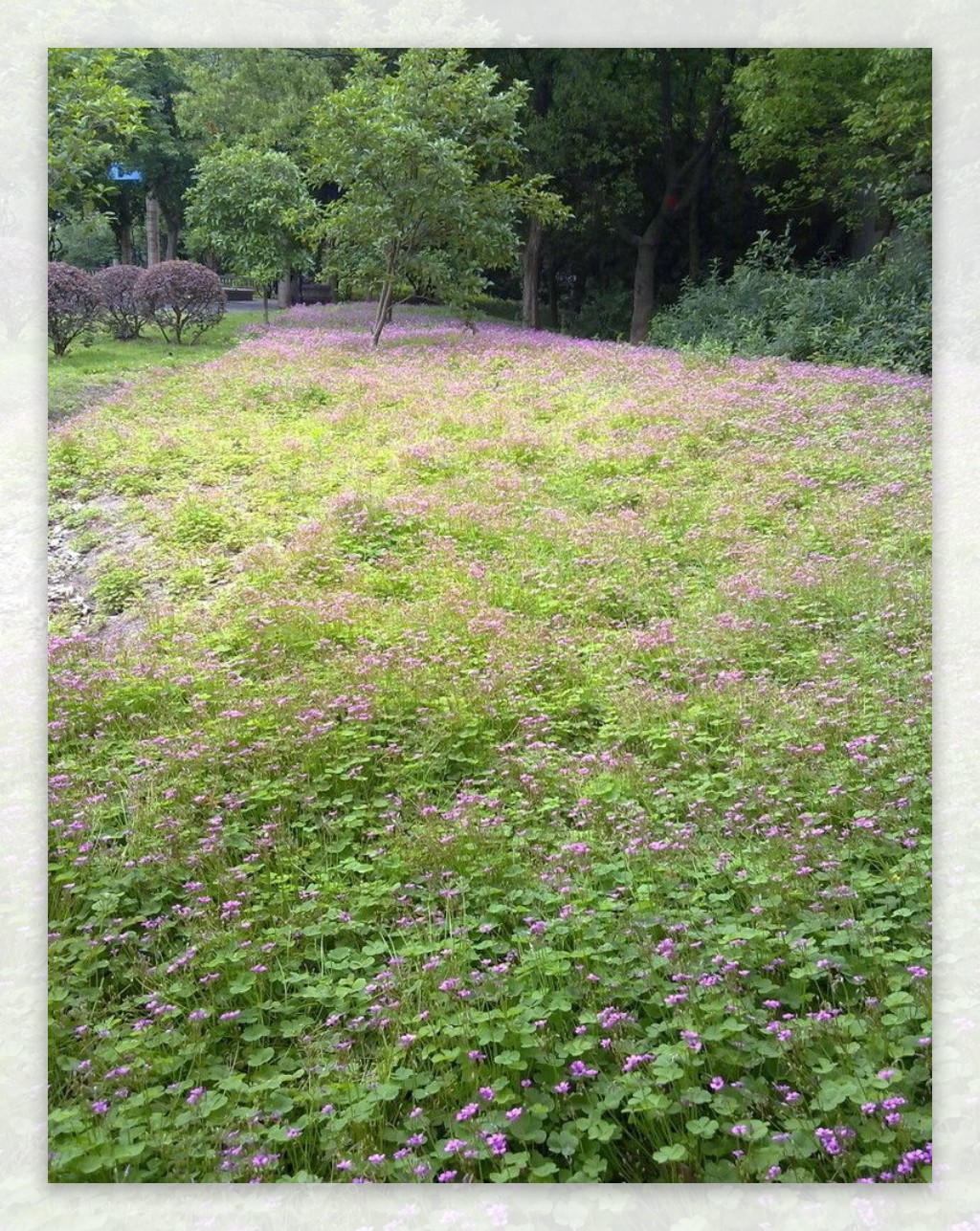 紫草花图片