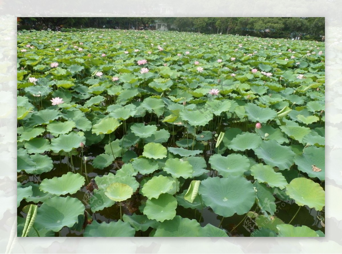 洪湖公园图片