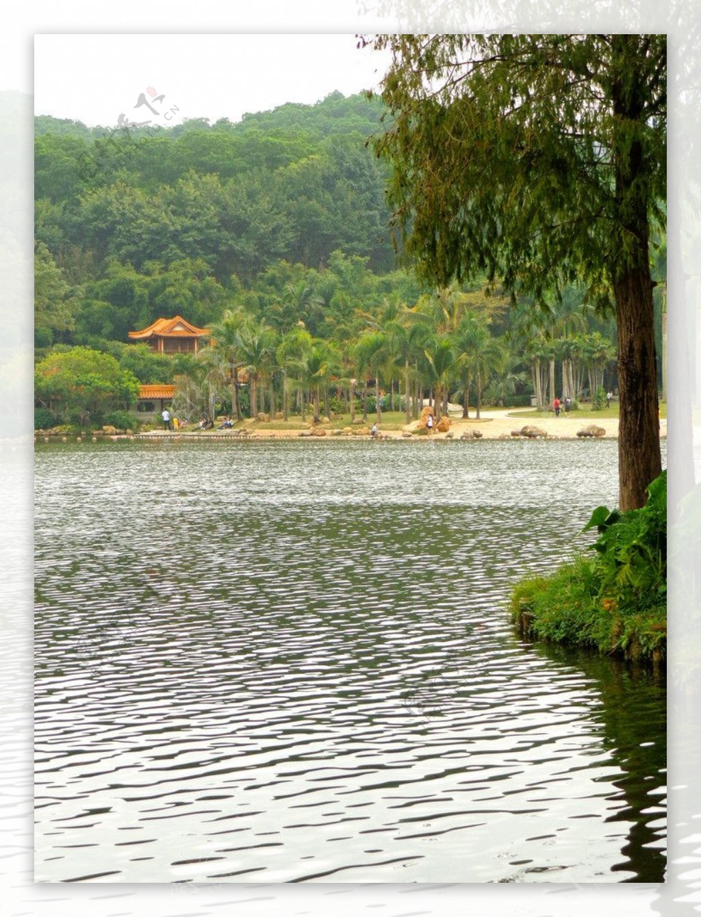 仙湖公园图片