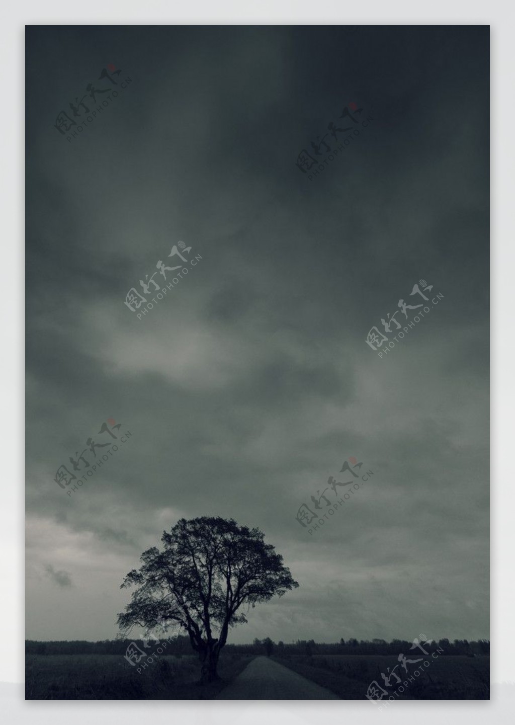 黑白意境摄影街道和树图片