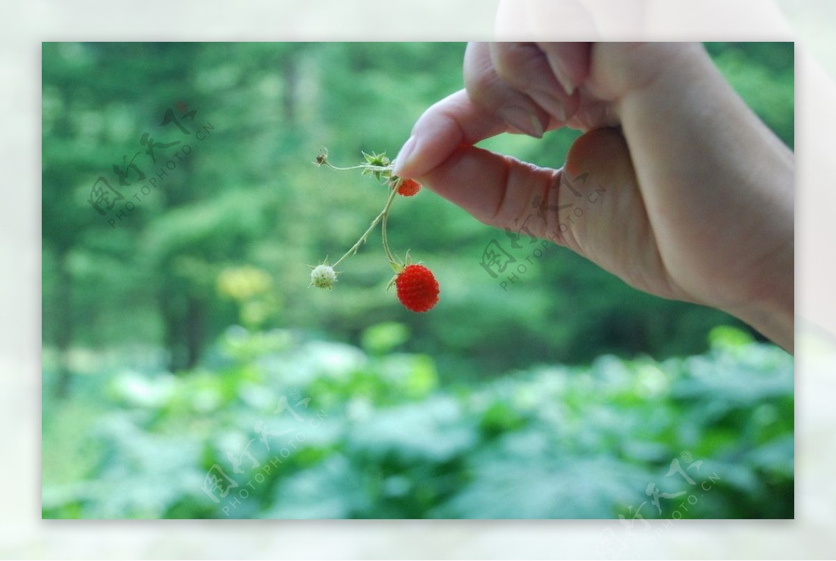 野草莓鲜果图片