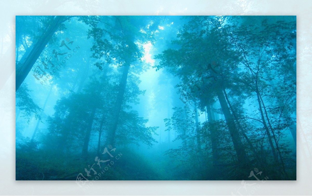 雾中森林图片