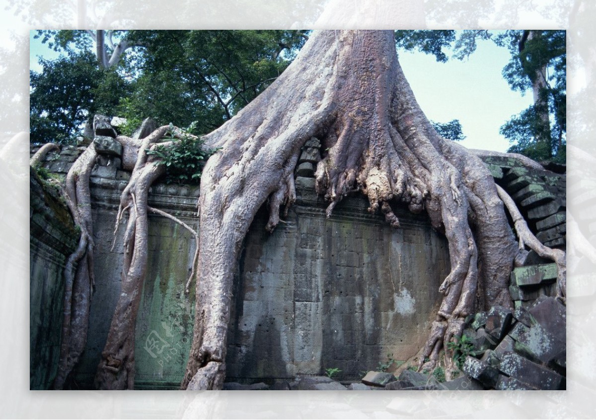 古代建筑百年古树神话故事历史遗迹树根特写图片