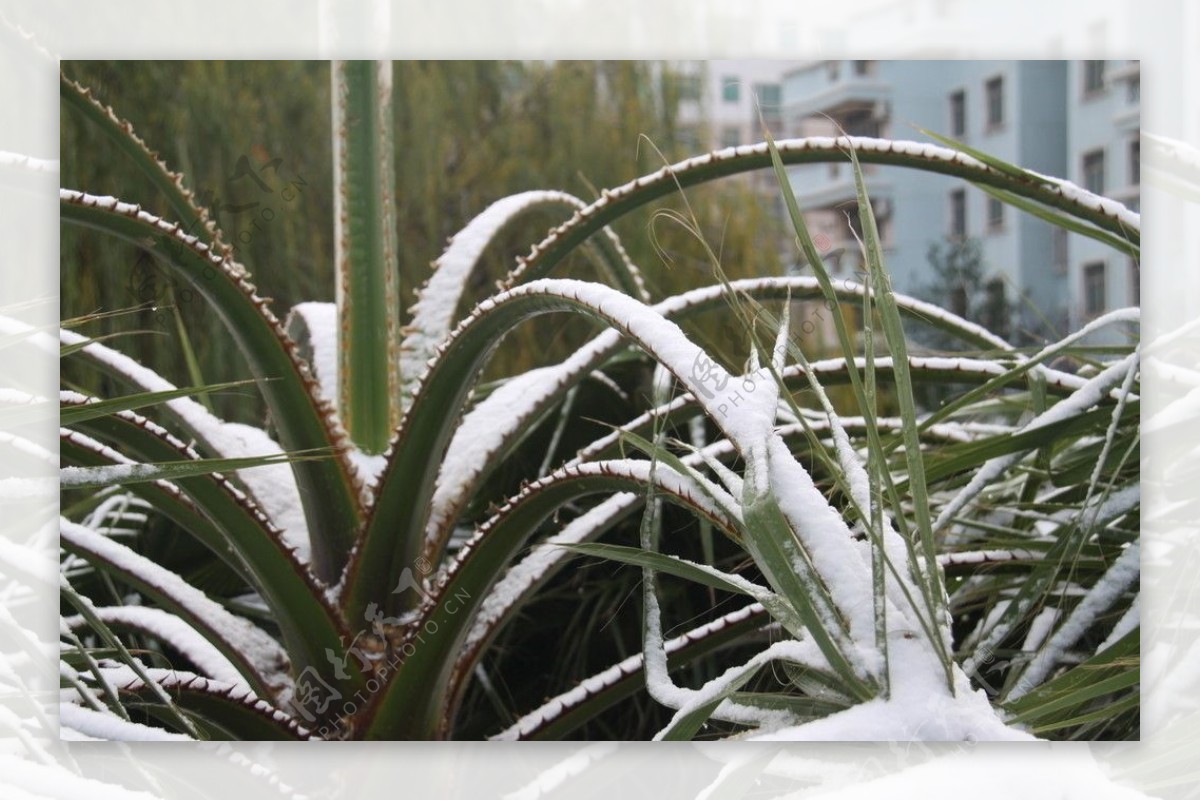 雪景图片